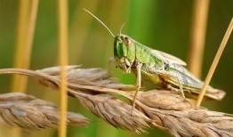 蝗虫实验室爆料视频大全,全方位爆料视频大全